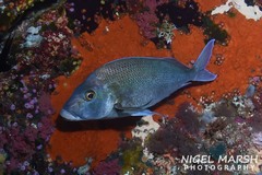 Nemadactylus douglasii