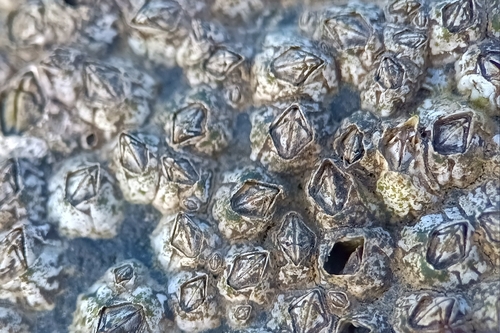 Beaked Barnacle, Lauwersoog, Lauwersoog, Netherlands, photo 8 of 10