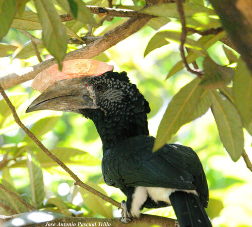 Silvery-cheeked Hornbill