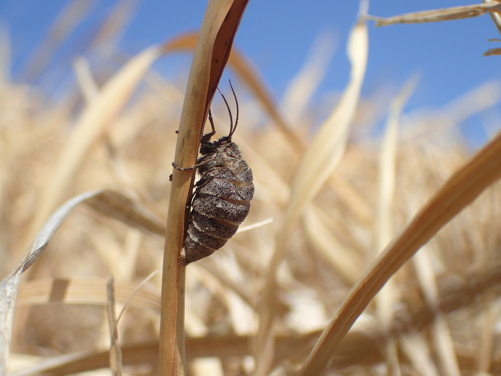 フチグロトゲエダシャクのメス