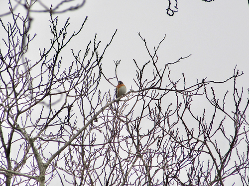 Brambling