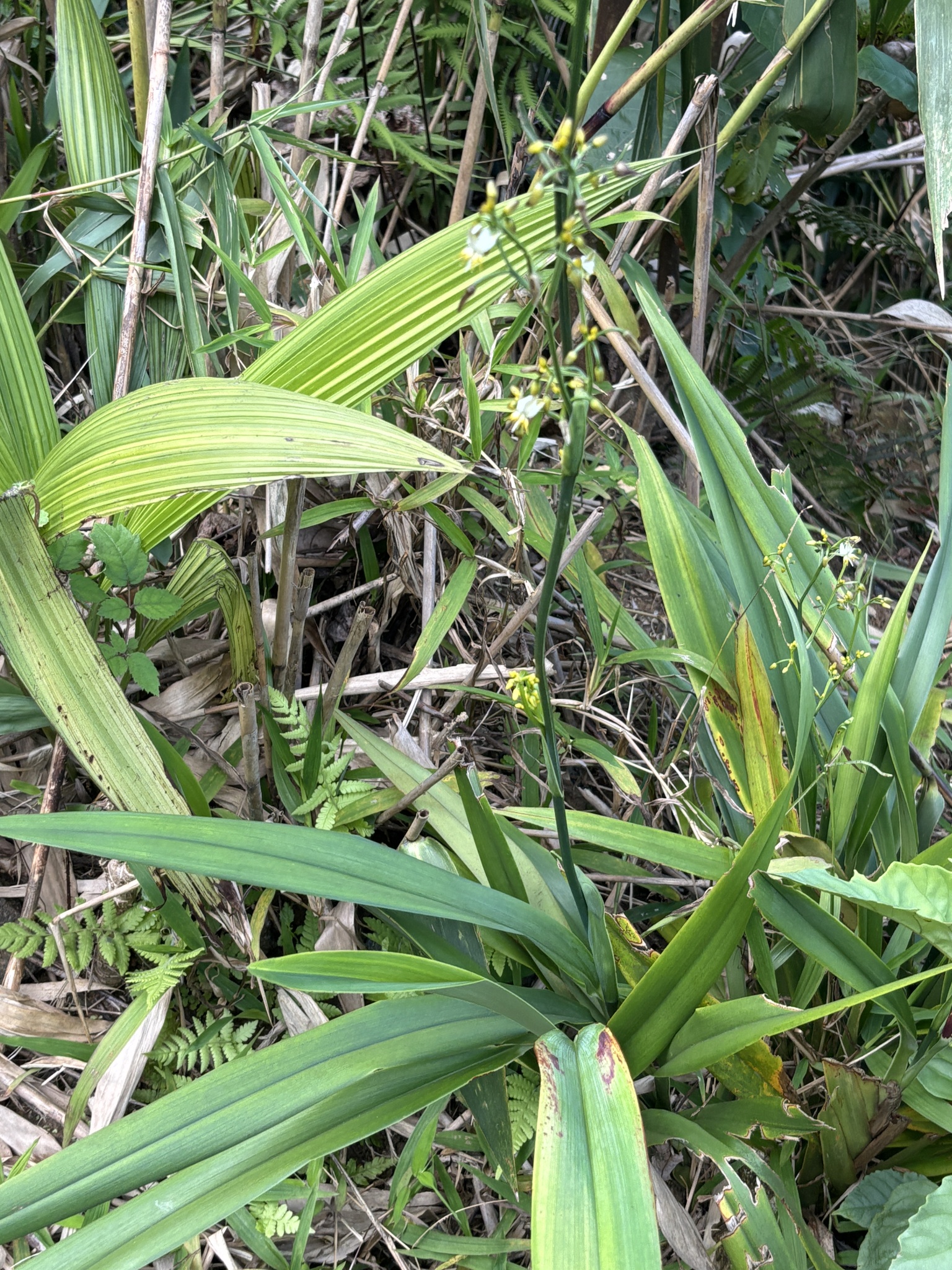 Dianella ensifolia — ảnh 2