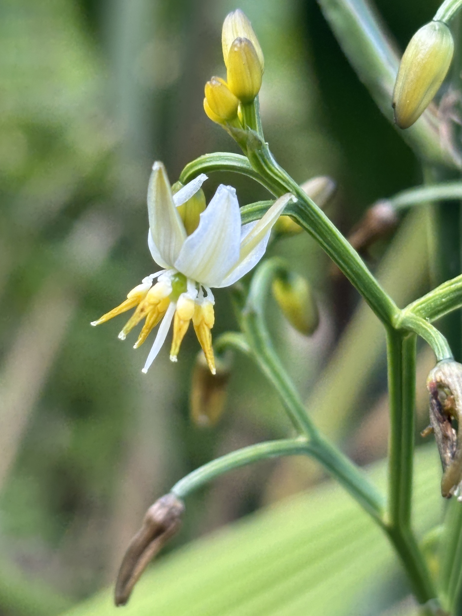 Dianella ensifolia (Dianella ensifolia)