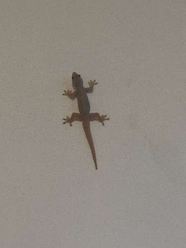 Hemidactylus platyurus