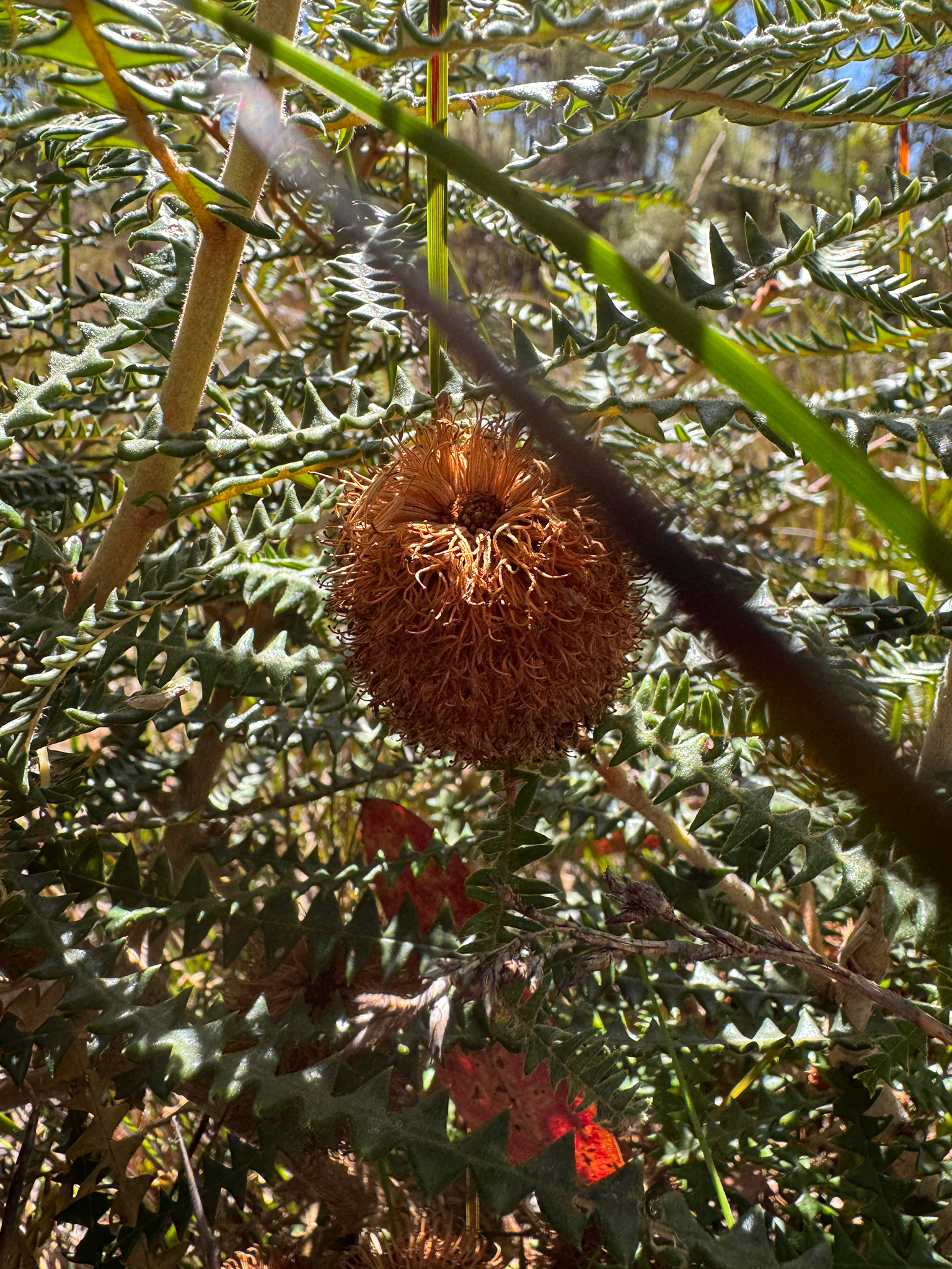 Dryandra-Leaved Banksia (Banksia dryandroides)