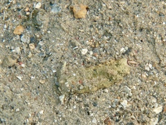 Plakobranchus ocellatus