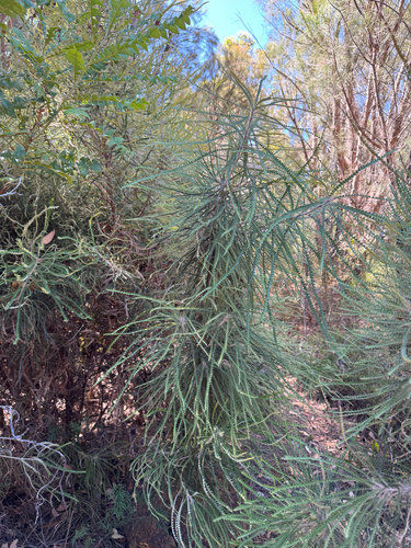 Swordfish Dryandra (Banksia mucronulata)