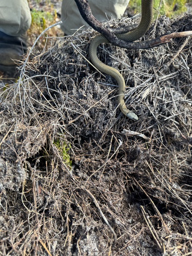 Crowned Snake