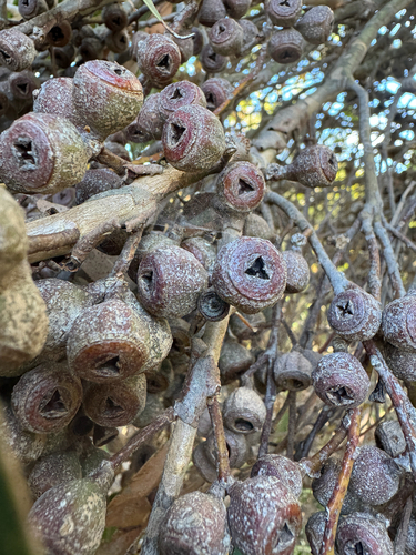 Warramurrup Mallee (Eucalyptus calcicola)