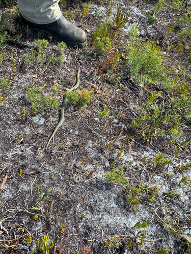 Crowned Snake