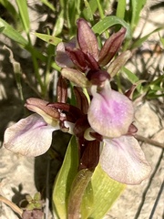 Hillside Vermeulen (Vermeulenia collina)