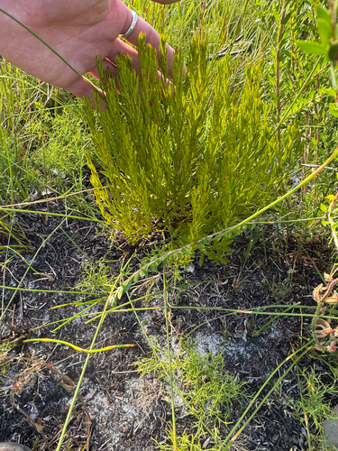 Amperea ericoides observed 2026-03-03