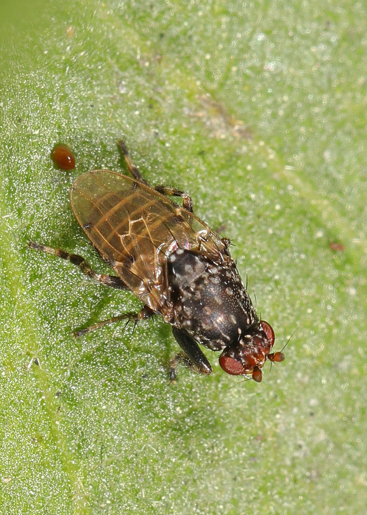 Poecilosomella angulata