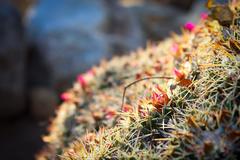 Mammillaria compressa