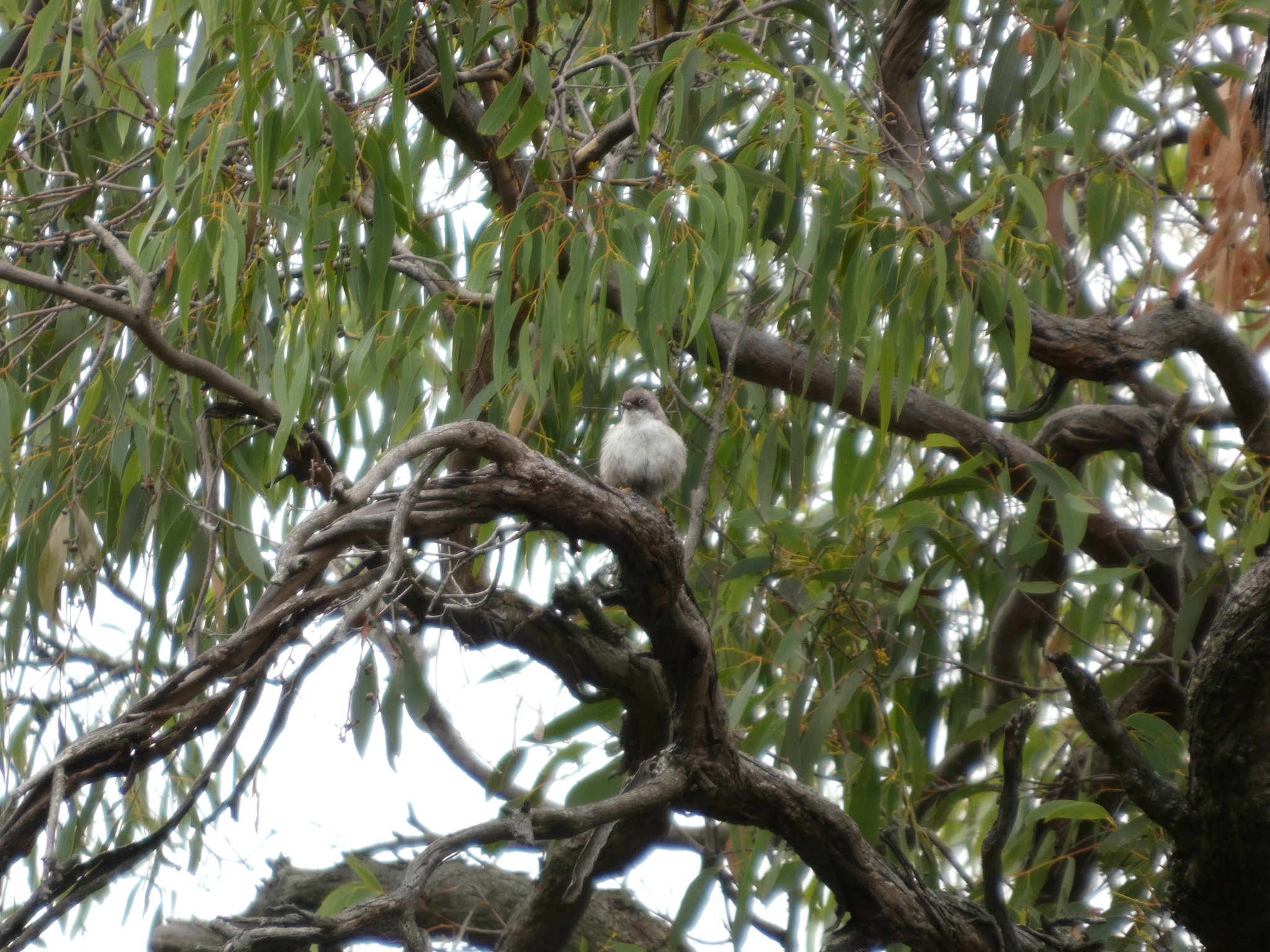 Varied Sittella (Daphoenositta chrysoptera), photo 6