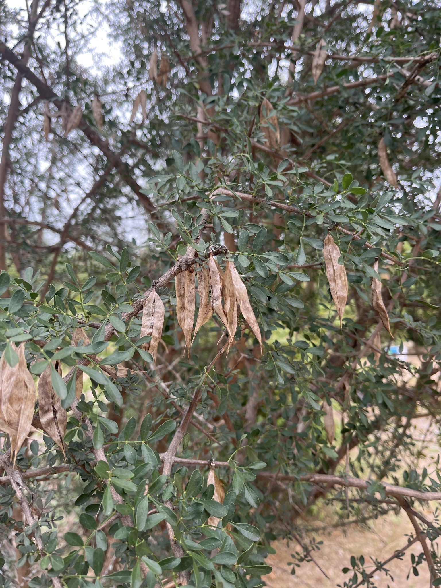 Imagem de Rhigozum zambesiacum