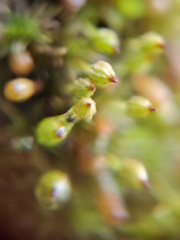 Orthotrichum columbicum