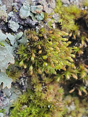 Orthotrichum columbicum