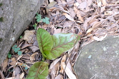 Cardiocrinum cathayanum