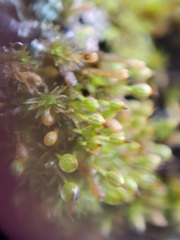 Orthotrichum columbicum