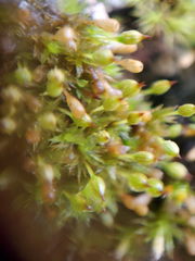 Orthotrichum columbicum