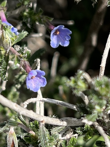 Lithodora hispidula, photograph 6