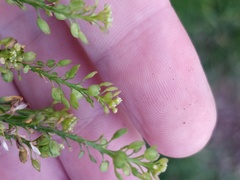 Lepidium africanum