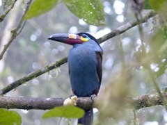 Andigena laminirostris