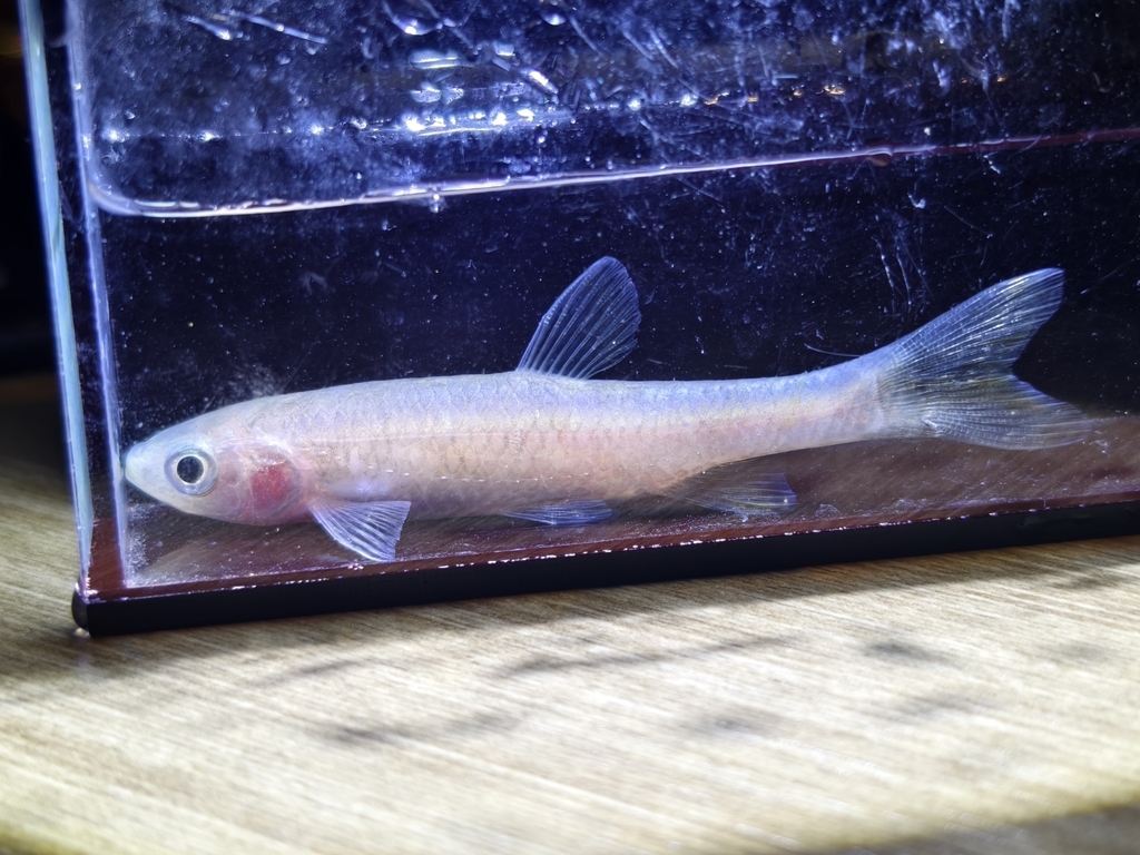 Chinese rasbora (Rasbora steineri) — Cyprinidae