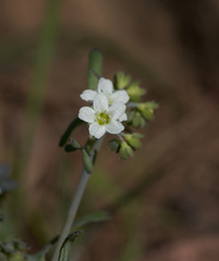 Pholistoma membranaceum