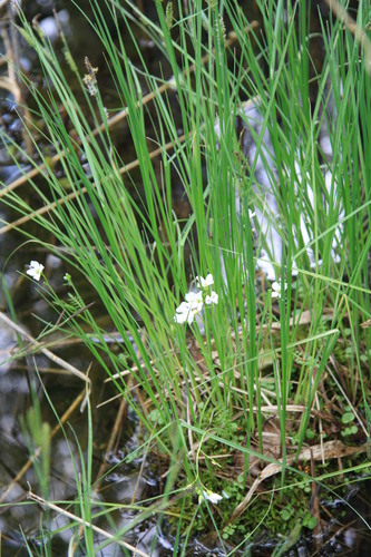 white cuckoo bitter-cress (Cardamine dentata)