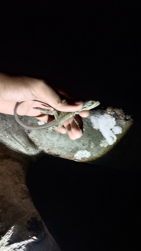 Hydrosaurus celebensis