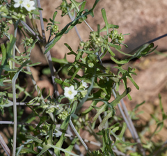 Pholistoma membranaceum