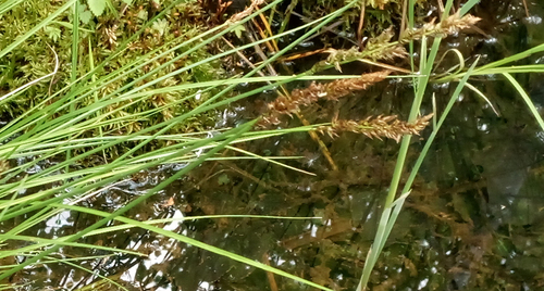 Fibrous Tussock-sedge (Carex appropinquata)