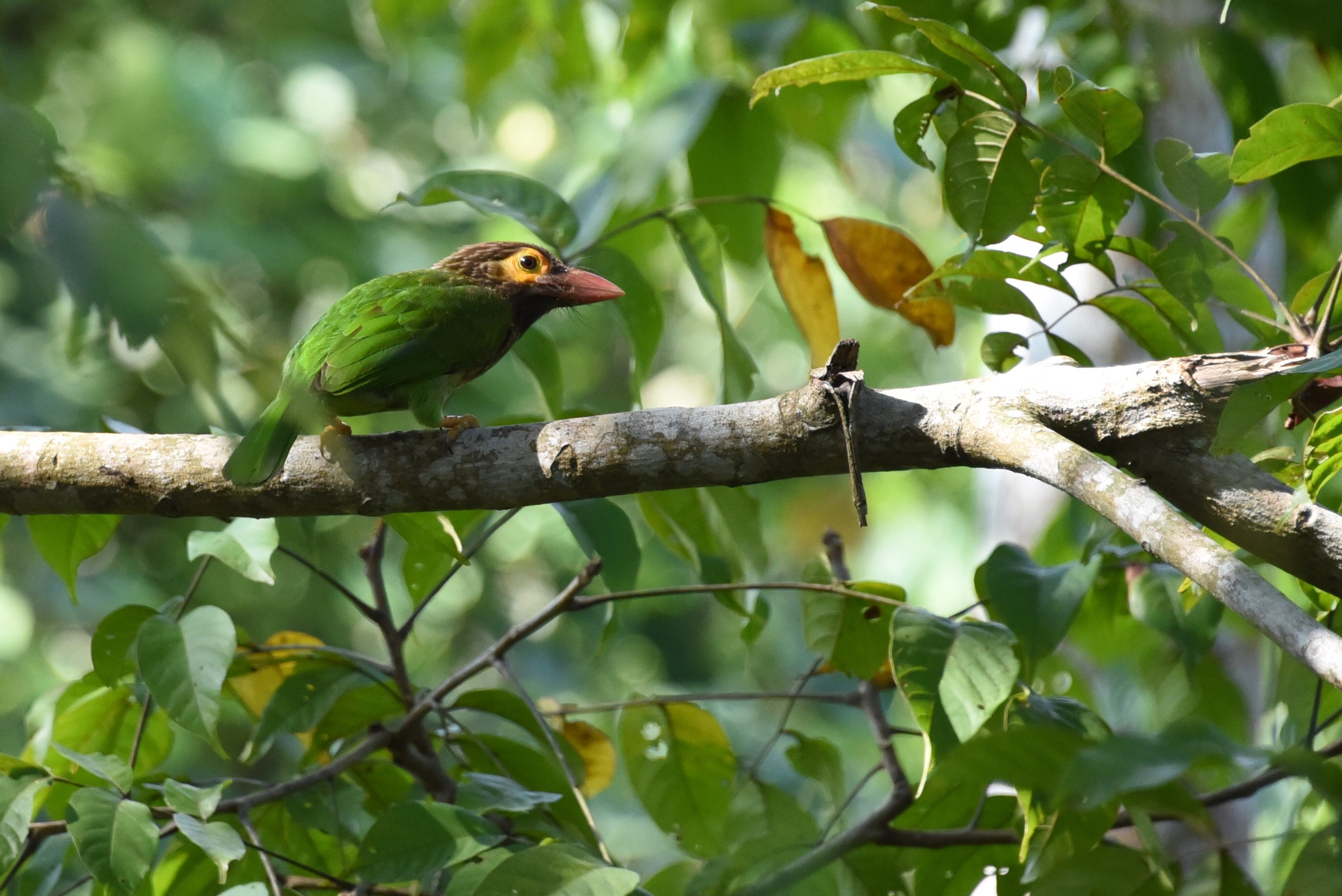 Brown-headed Barbet illustration