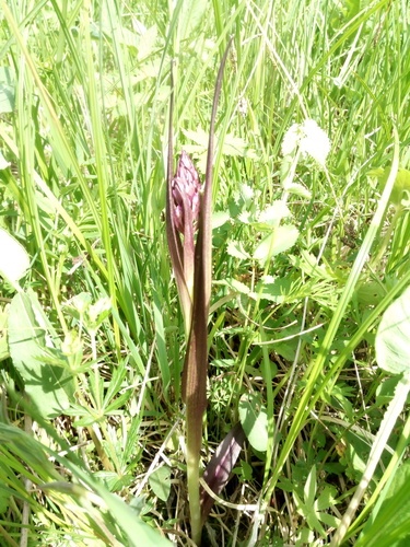 Early Marsh-orchid (Dactylorhiza incarnata)