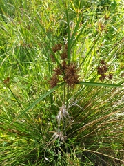 Cyperus vaginatus