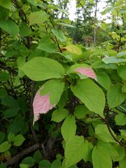 Actinidia kolomikta