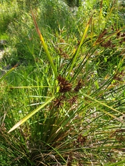 Cyperus vaginatus