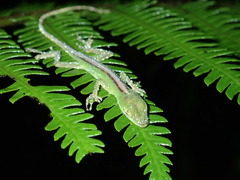 Anolis gemmosus