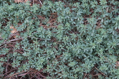 Acmispon parviflorus