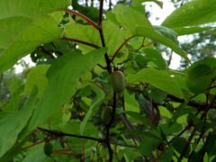 Actinidia kolomikta