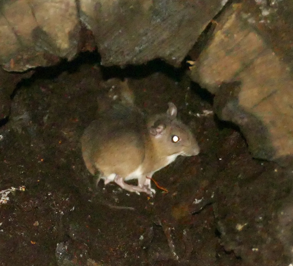 Guyenne Spiny-rat