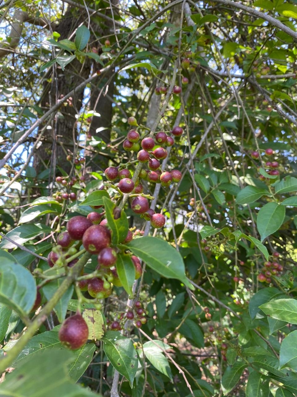 Siparuna guianensis