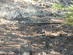 Masticophis lateralis euryxanthus