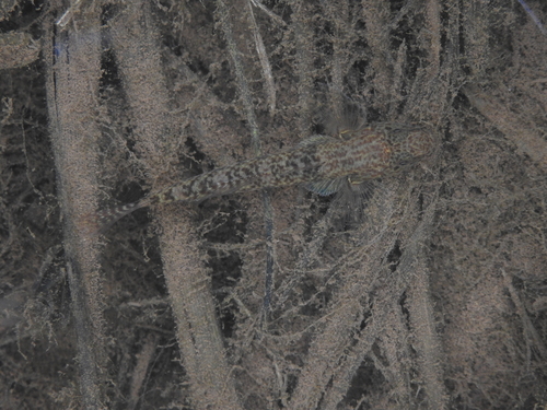 Amur Goby