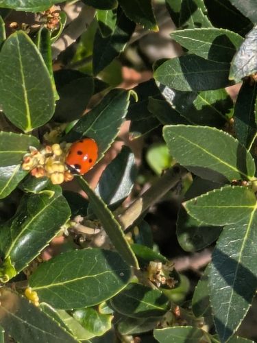 Seven-spotted Lady Beetle
