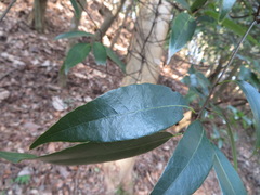 Quercus myrsinifolia