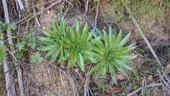 Dudleya candelabrum
