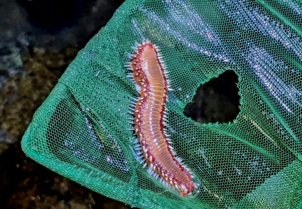 Hermodice carunculata (Pallas, 1766)